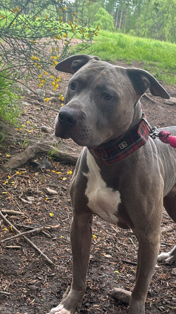 American bully 3 years old
