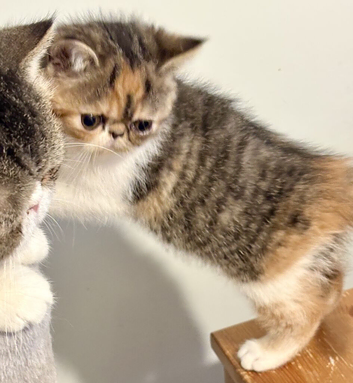 Exotic kittens for sale in london