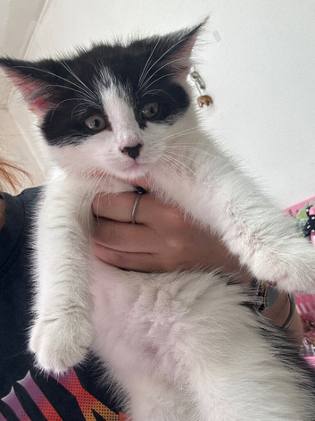 Beautiful kittens