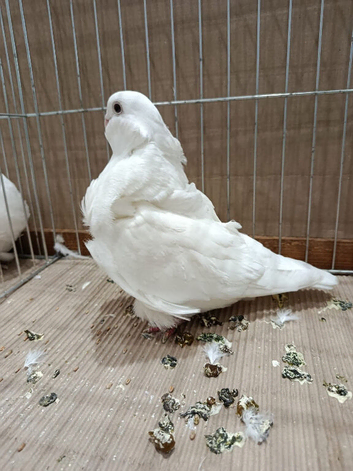Pure white Chinese owl pigeons