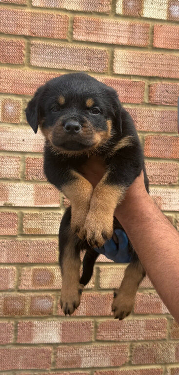 Pure German Rottweiler Puppies For Sale