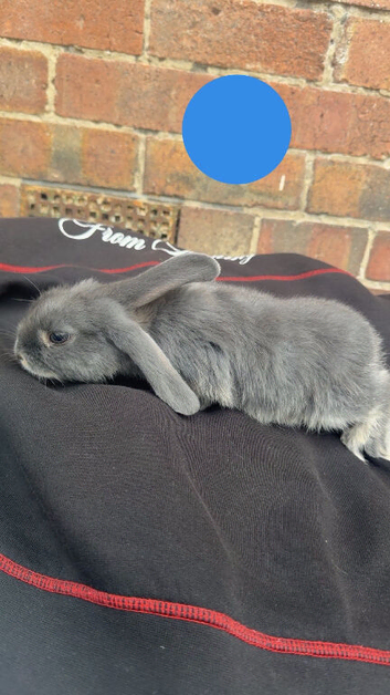 Rabbits for sale