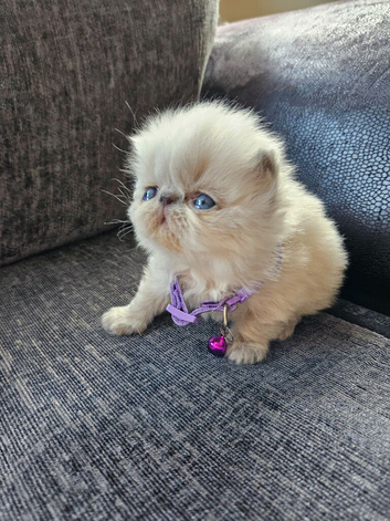 Stunning Pedigree Persian Kittens