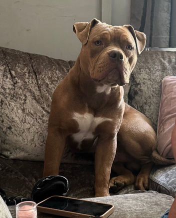 Old tyme bulldog X pocket bully