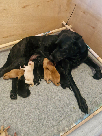 Kc health tested labrador puppies