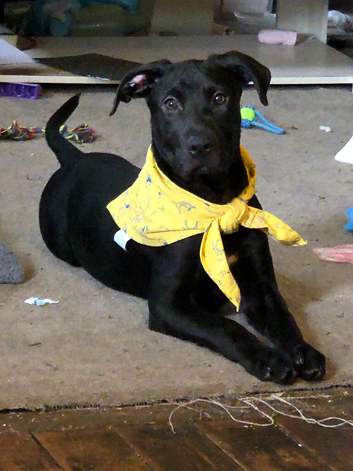 5 month  old pup