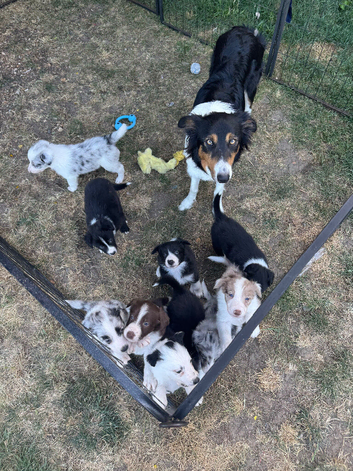 Border collie puppies