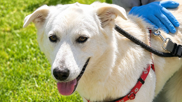 A heart as beautiful as her smile...  Meet Skye