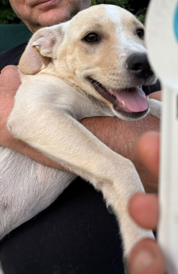 AZALEA &ndash; The Little Lap Dog Who May Not Stay Little! ️