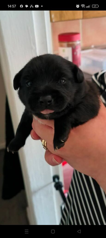 Patterdale terriers