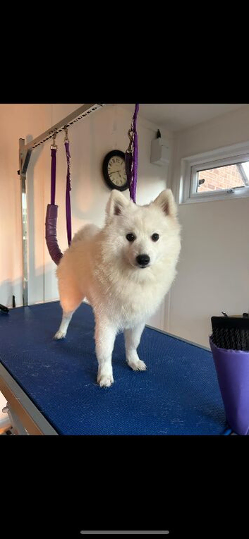 Japanese Spitz