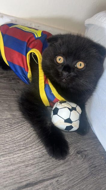 Beautiful Scottish kitten