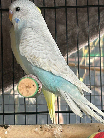 BEAUTIFUL BABY BUDGIES FOR SALE