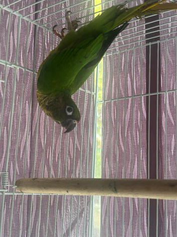 Conure for sale