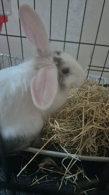 Holland lop