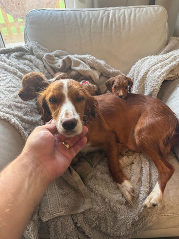 Working cocker spaniel