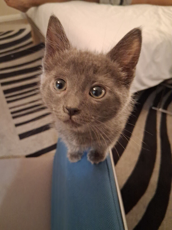 3 grey/ silvery blue  beautiful boys