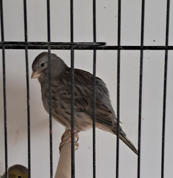 Fife canaries
