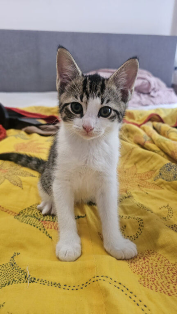 gorgeous kitten