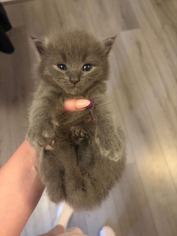 Ragdoll cross Norwegian forest cat