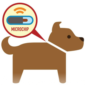 Qualified Animal Microchip Implanter. Pet / Puppy Microchipping Service in East Sussex