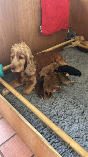 Beautiful Cockapoo F1 Pups