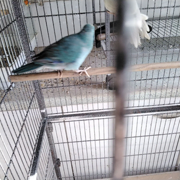 Female Turquoise Kakariki