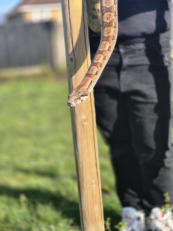 Red tail boa female