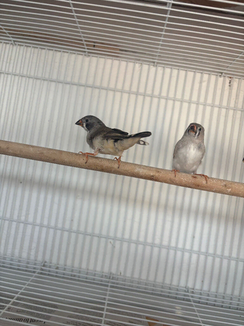 3 zebra finches for new home
