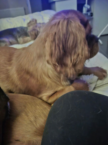 King Charles Cavalier Puppies Ready Now