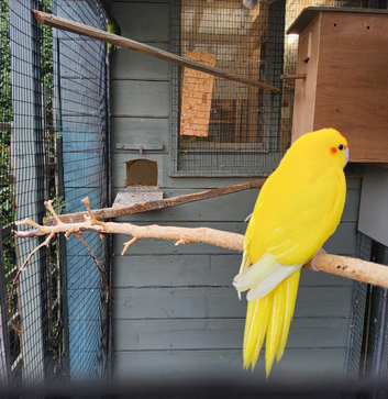 Various Kakariki