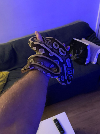Ball python