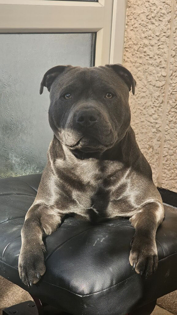 Bear the stud