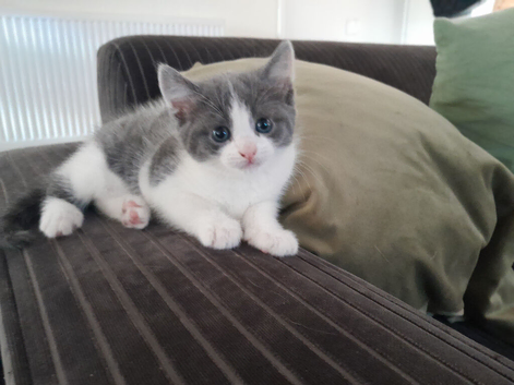 Stunning Grey and White Kitten
