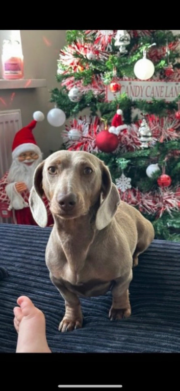 Miniature dachshund Isabel stud
