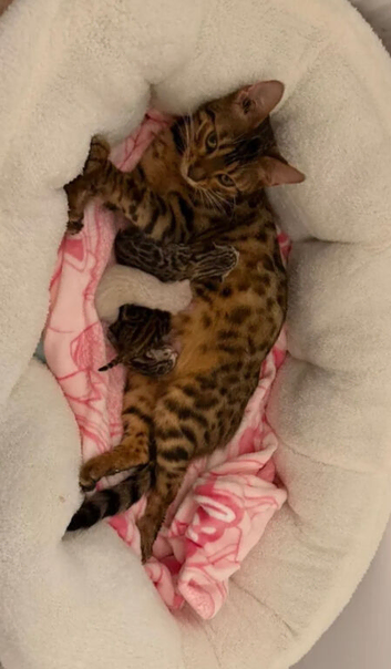 Exceptional Pure TICA Reg Bengal Kittens