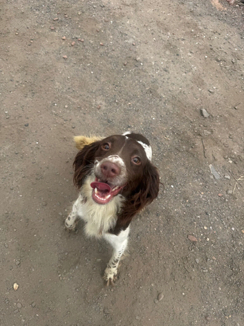 English springer spaniels
