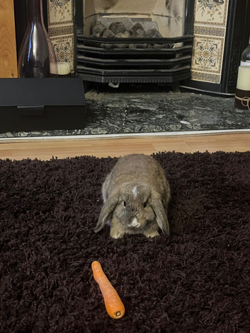 mini lop female rabbit
