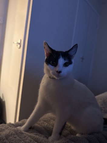 Two Loving Cats looking for a new home!