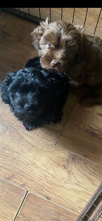 Two Boys for Sale