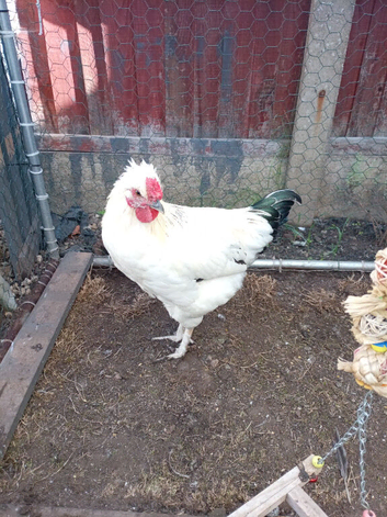 2,sussex cross cockerels FREE