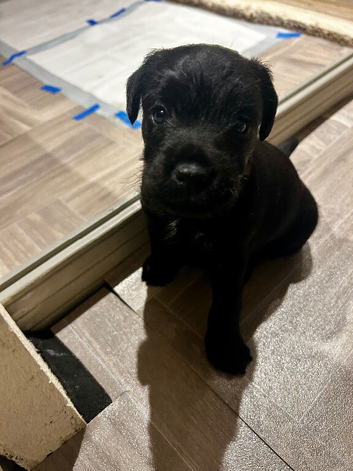 Patterdale pups