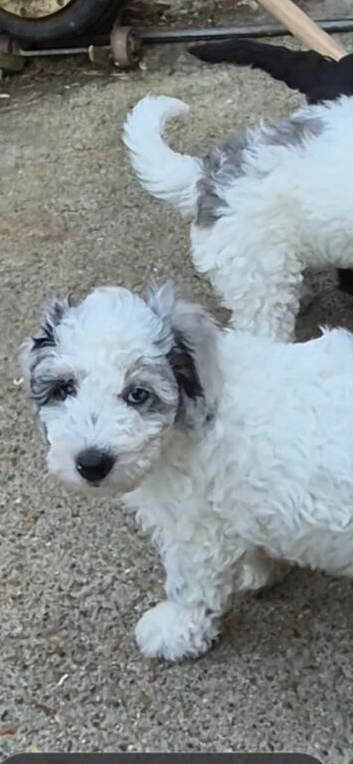 Last male cockapoo