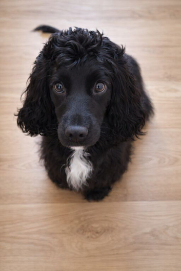 Rehome Female Cocker Spaniel