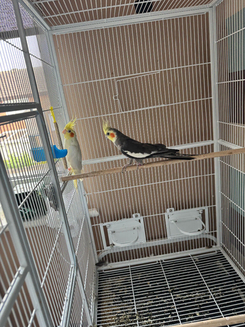Pair of proven cockatiels with large cage