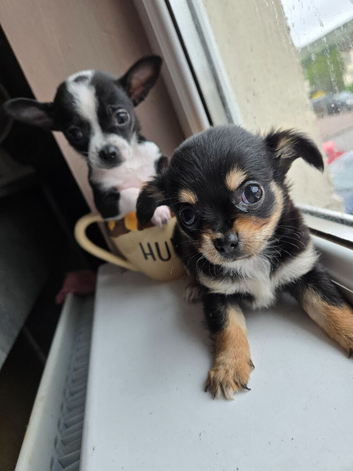 Baby teacup chihuahuas both full breed