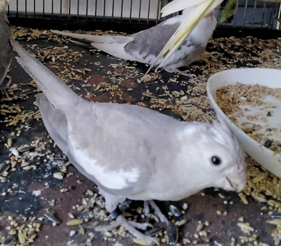 Whiteface cockatiel