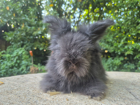 STUNNING MAXI FULL FACE ANGORA BABIES