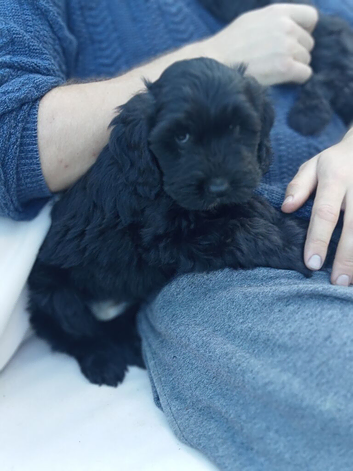 2 cockerpoo cuties