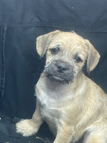 French bulldog X toy poodle